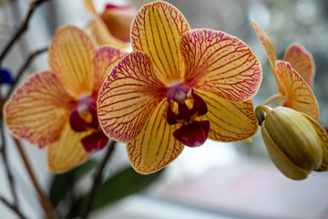 Orchids growing at my house.