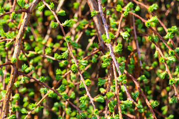 Plants from my garden.