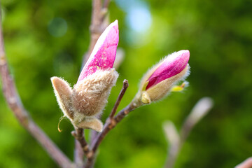 Plants from my garden.