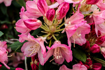 Plants from my garden.