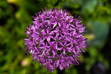Plants from my garden.