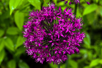 Plants from my garden.