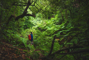 Naklejka premium Male tourist with waterproof clothing stands on a forest path with ferns and looks into the wet rainforest. Poco dos Pulgas waterfalls, Madeira, Portugal, Europe.