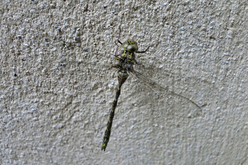 Western Spectre Dragonfly (Boyeria Irene) resting on a wall
