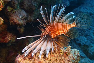 Red lionfish (Pterois) swimming in the deep. Predator venomous marine life, photography from scuba diving. Poisonous fish in the sea. Wildlife in the ocean, travel photo.