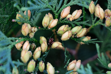 Plants from my garden.