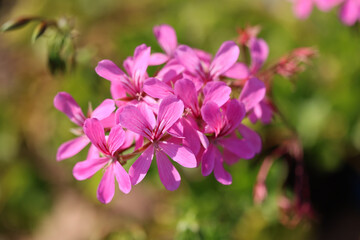 Plants from my garden.