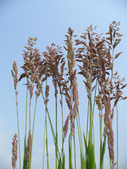 Natural colorful ornamental grass on blue sky background - close-up shot. Topics: beauty of nature, spring, blooming, season, natural environment, vegetation, flowering, flora, summer