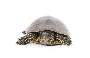 One beautiful turtle.