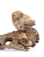 One small owl sits on the bark.