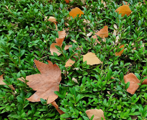 fallen autumn leaves on green branches of boxwood