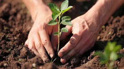 Hands planting a small tree seedling in rich soil on a sunny day to promote environmental sustainability and growth
