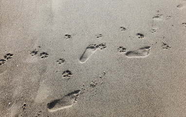 human and animal footprints on wet sea sand