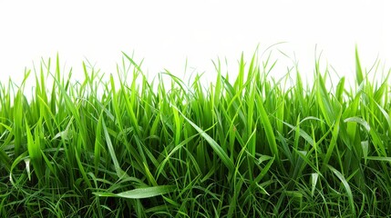 Fototapeta premium Bright green field, isolated on white, with soft grass blades. Ideal for fresh and natural design elements