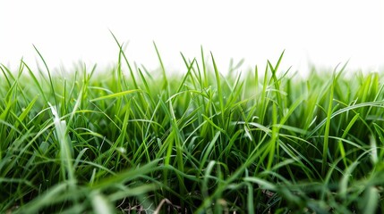 Bright green field, isolated on white, with soft grass blades. Ideal for fresh and natural design elements