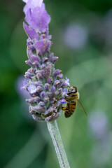 bee on a lavender and primrose flower with sun in the garden