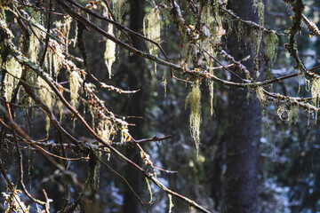 Primeval forest with lichen from the northern part of the Svartdalstjerna Forest Reserve of the Totenåsen Hills, Norway, in fall.