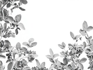 Fenugreek plant boarder with blank space in middle, black and white photography