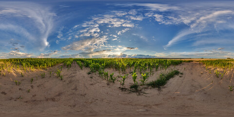 full seamless spherical hdri 360 panorama view among young corn fields  with blue sky in...