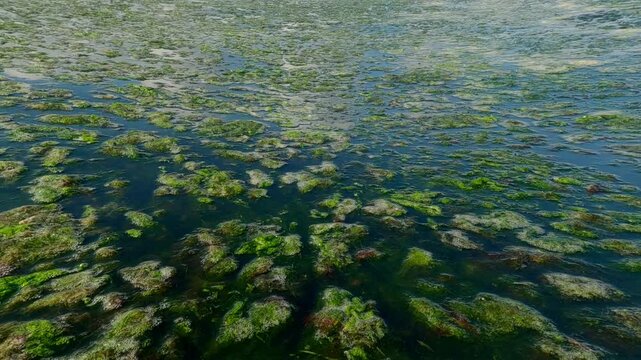 Underwater view on floating islands of colonial form of green algae plucked during a storm floating on the water surface, Slow motion