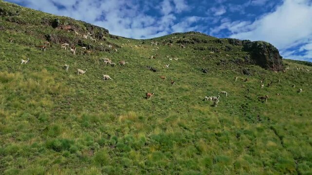 landscape in the mountains shot with llamas 