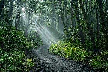 Obraz premium Sunbeams illuminating a path through a lush, mossy forest