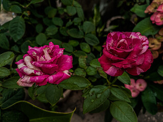 pink rose in garden