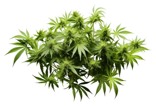 PNG Marijuana plant herbs leaf.