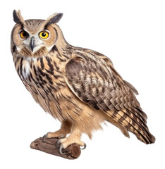 Naklejka premium PNG Animal owl bird beak.