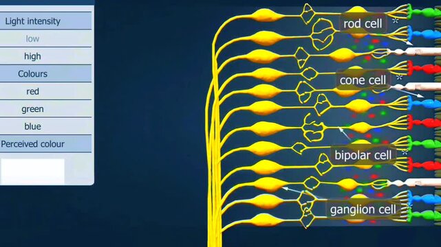 color vision deficiency