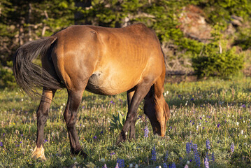 Wild Horse in the Pryor Mountains Montana in Summer