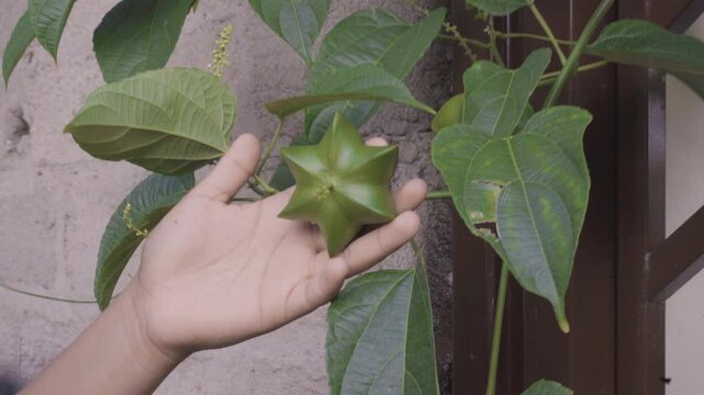 Planta de  sacha inchi