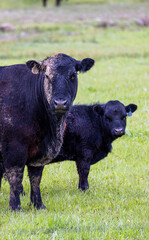 Fototapeta premium Black Angus Cow and Calf Grazing in Lush Green Pasture in Washington.