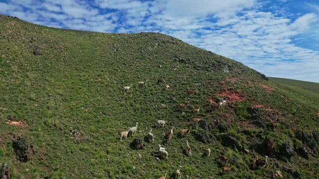 Llamas grazing on the mountains espinar cusco peru video 4k 
