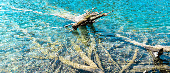 Tree underwater in lake water. The tranquil transparent waters of lake in the background. Beautiful nature lake. Landscape Reflection off of a clear lake water surface on a bright sunny day.