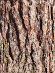Tree bark texture