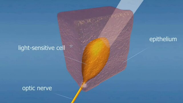 Light detecting cell of the earthworm.