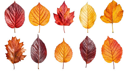  Set of vibrant autumn leaves in red, yellow, and orange colors isolated on transparent background
