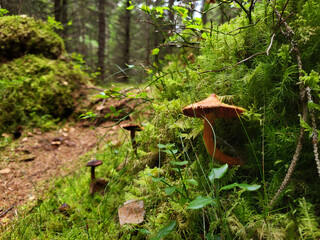 Fototapeta premium mushroom in the forest