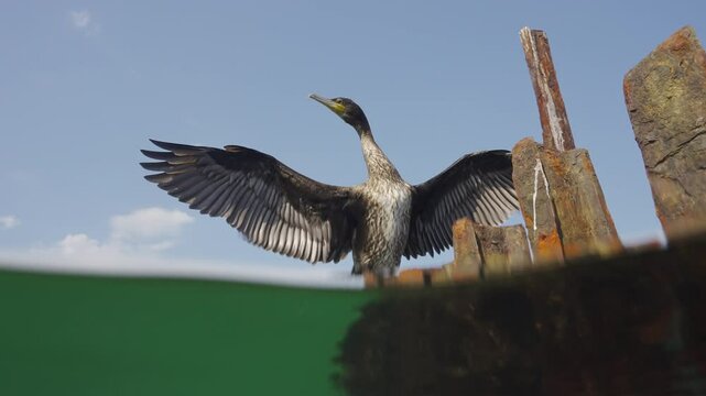 Bottom view from water level of Great Black Cormorant sitting on a broken rusty dock and drying its feathers with its wings spread out to the sides, Split level