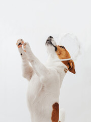 Cute Jack Russell Terrier dog with aura nimbus on white background. Halloween or Valentines Day...