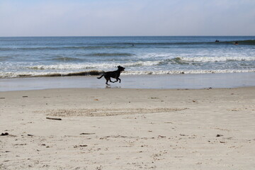 dog on the beach
