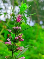 Leonurus japonicus, commonly called oriental motherwort or Chinese motherwort
