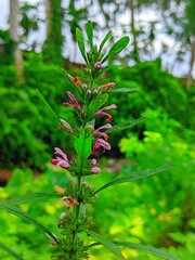 Leonurus japonicus, commonly called oriental motherwort or Chinese motherwort