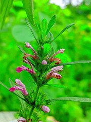 Leonurus japonicus, commonly called oriental motherwort or Chinese motherwort