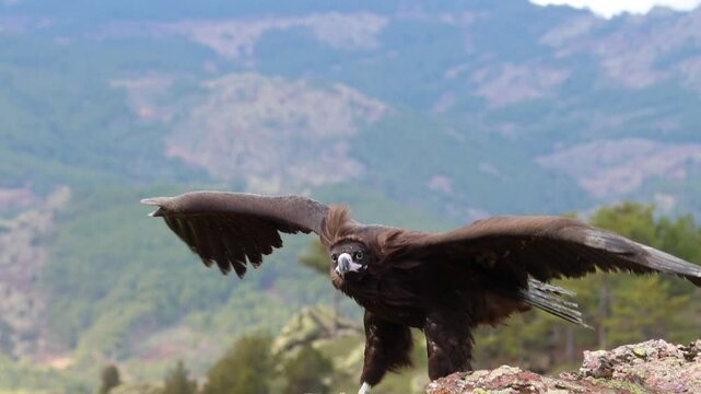 The vulture prepares to fly over the rock. The vulture spreads its wings. Cinereous Vulture, Aegypius monachus
