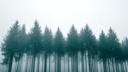 Tall pine trees shrouded in mist.