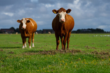 Fototapeta premium Cow on mountains. Cows on alps meadow. Cows farm nature. Cattle eating grass, grazing on pasture. Herd of cows on an agricultural farm. Cow on lawn. Cow grazing on green meadow. Holstein cow.