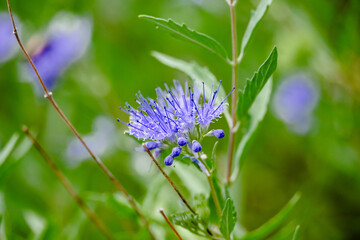 purple flower close up