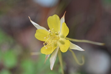 yellow flower close-up